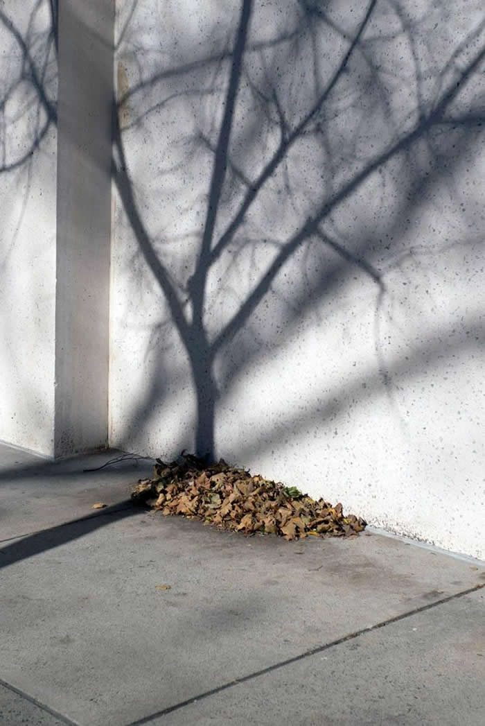 A minimalist scene of a tree&rsquo;s shadow cast on a white wall, with a small pile of dry leaves at the base, creating a poetic contrast between light, shadow, and texture.