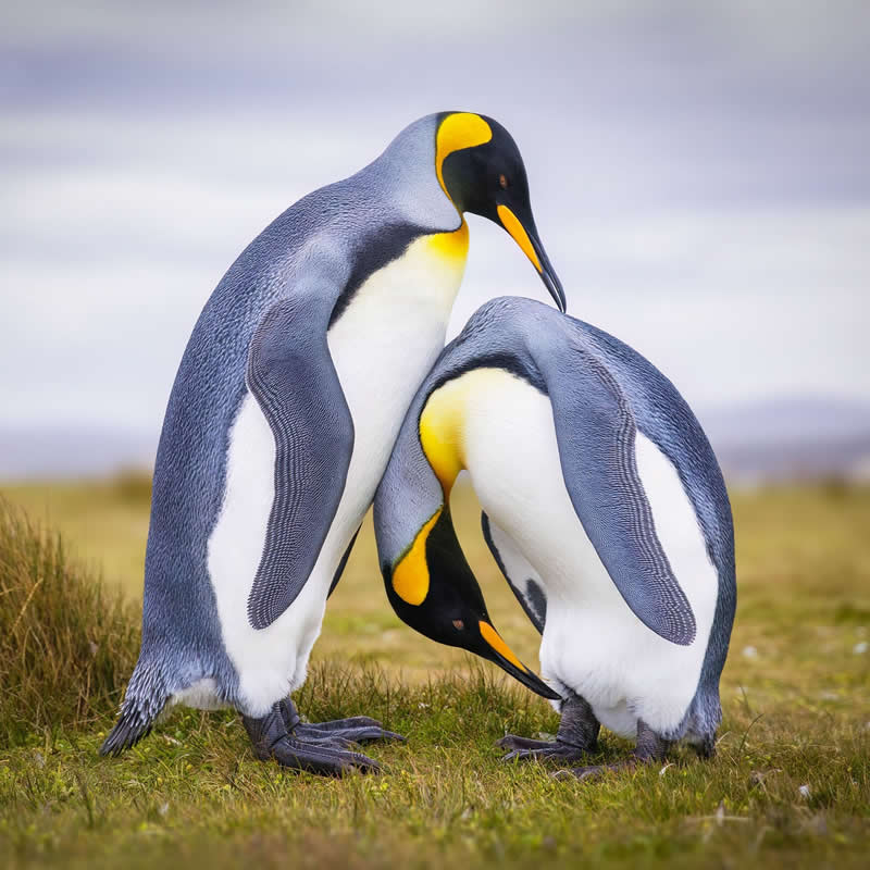 30 Mesmerizing Bird Portraits by Matt Huras That Turn Ordinary Moments Into Art 35 Two king penguins stand closely together on grassy terrain, gently bowing their heads toward each other in a calm and intimate moment, with soft natural light highlighting their sleek feathers and vivid yellow markings.