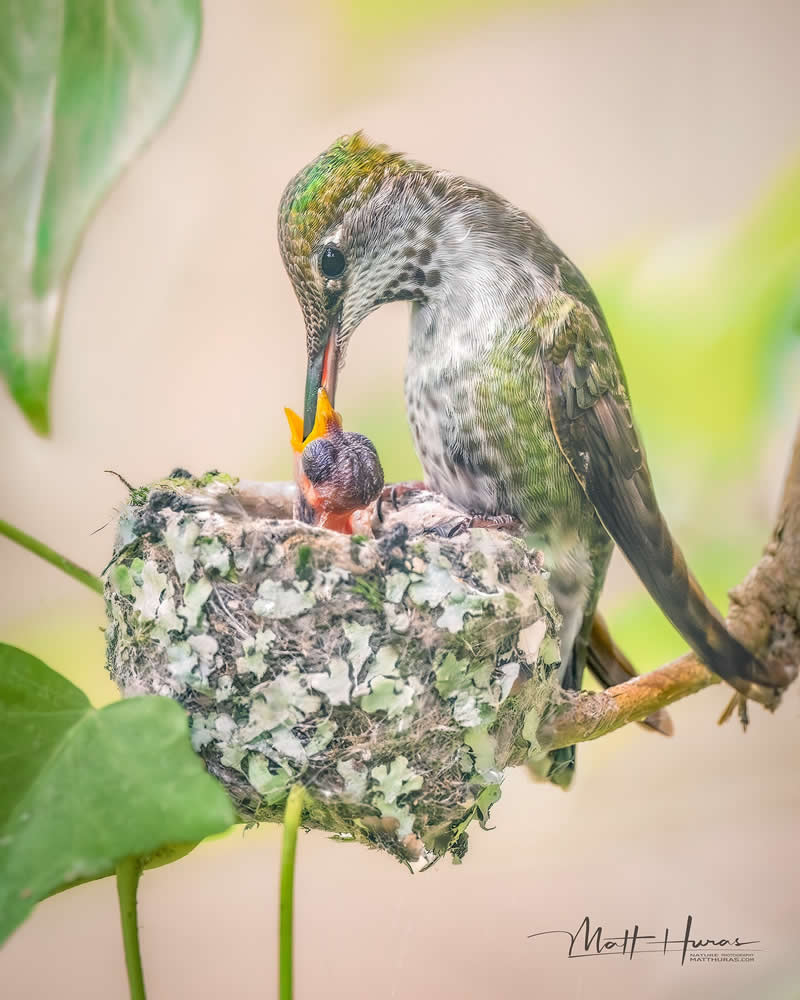 30 Mesmerizing Bird Portraits by Matt Huras That Turn Ordinary Moments Into Art 37 A hummingbird delicately feeds its chick in a small nest perched on a branch, captured in soft natural light with gentle green tones, highlighting an intimate moment of nurturing in the wild.