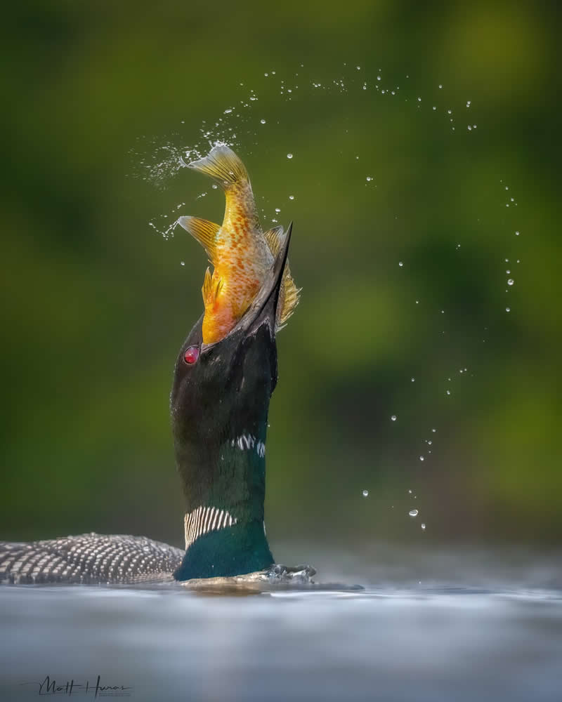 30 Mesmerizing Bird Portraits by Matt Huras That Turn Ordinary Moments Into Art 38 A loon bursts from the water holding a fish in its beak, droplets arcing through the air as the scene captures a precise and powerful moment of hunting against a soft green background.