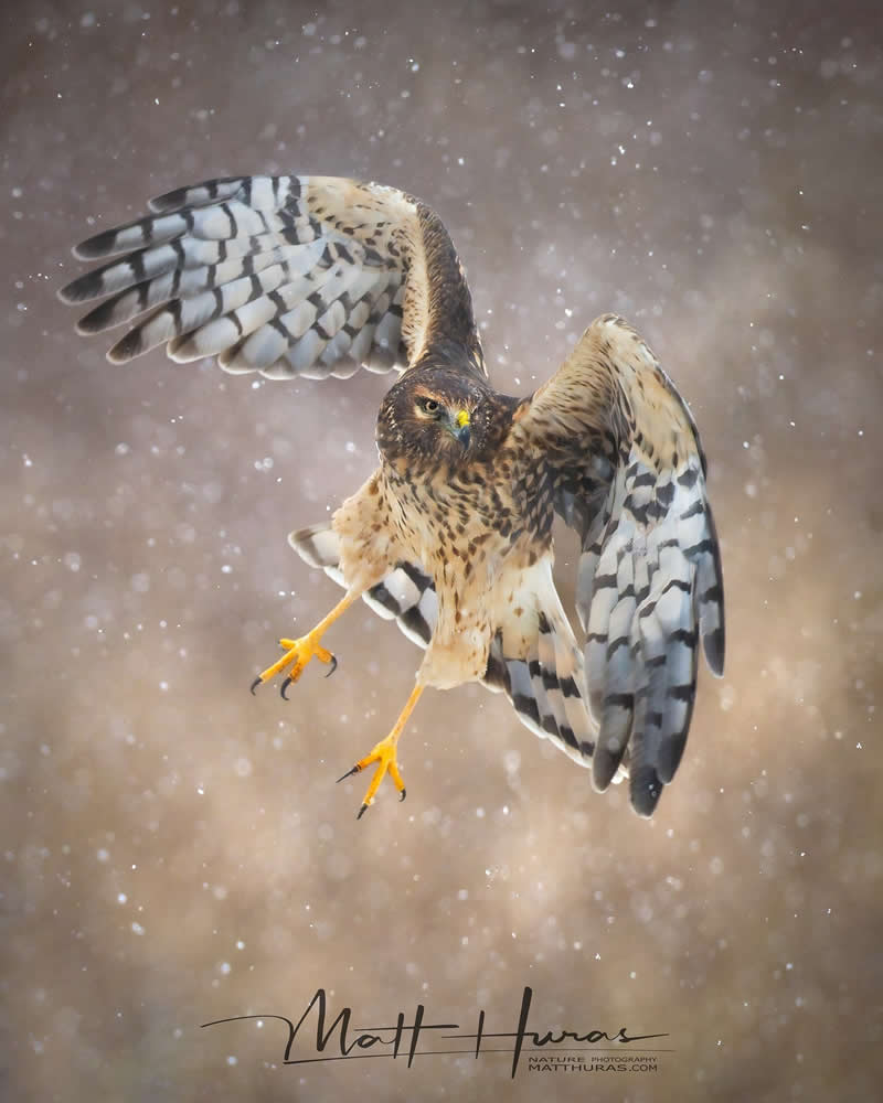 30 Mesmerizing Bird Portraits by Matt Huras That Turn Ordinary Moments Into Art 39 A hawk hovers mid-air with wings fully spread and talons extended, captured against a softly blurred background with falling snow or rain, highlighting a dramatic moment of flight and precision.