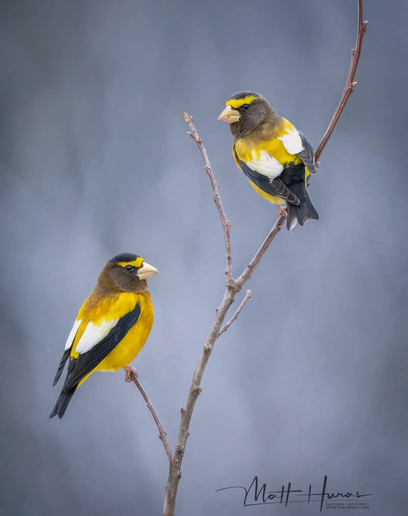 30 Mesmerizing Bird Portraits by Matt Huras That Turn Ordinary Moments Into Art 40 Two vibrant yellow and black songbirds perch on bare branches against a soft gray background, facing each other in a calm and balanced composition that highlights their striking colors and delicate forms.