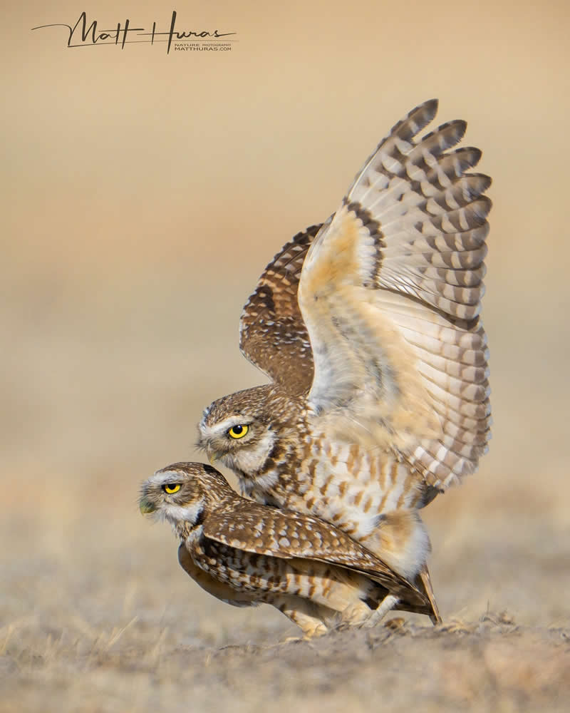 30 Mesmerizing Bird Portraits by Matt Huras That Turn Ordinary Moments Into Art 41 Two burrowing owls interact closely on the ground, one spreading its wings over the other, captured in warm natural tones that highlight their sharp yellow eyes and intricate feather patterns in a quiet, intimate wildlife moment.