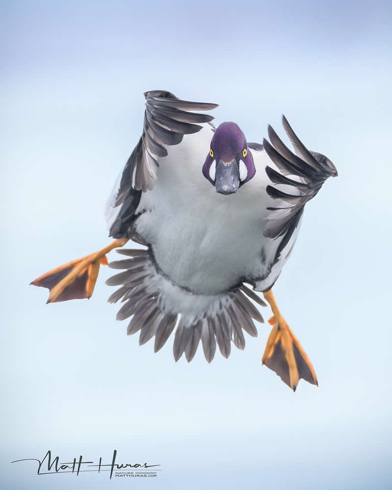 30 Mesmerizing Bird Portraits by Matt Huras That Turn Ordinary Moments Into Art 42 A diving duck is captured mid-flight against a soft sky, wings spread wide and feet extended, creating a striking, symmetrical composition that highlights motion, balance, and intricate feather detail.