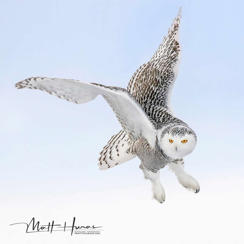 30 Mesmerizing Bird Portraits by Matt Huras That Turn Ordinary Moments Into Art 44 A snowy owl glides through a pale winter sky with wings fully extended, its bright yellow eyes focused forward, creating a striking and ethereal image against a soft, snowy background.