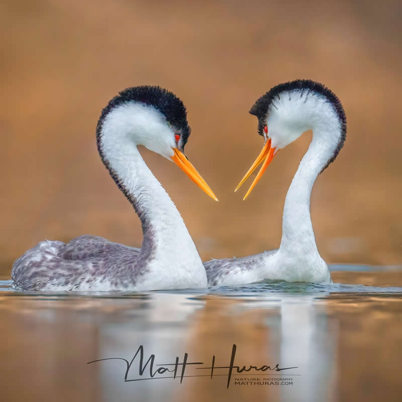 30 Mesmerizing Bird Portraits by Matt Huras That Turn Ordinary Moments Into Art 45 Two elegant grebes face each other on calm water, their curved necks forming a heart-like shape, with soft reflections and warm tones creating a serene and romantic wildlife composition.