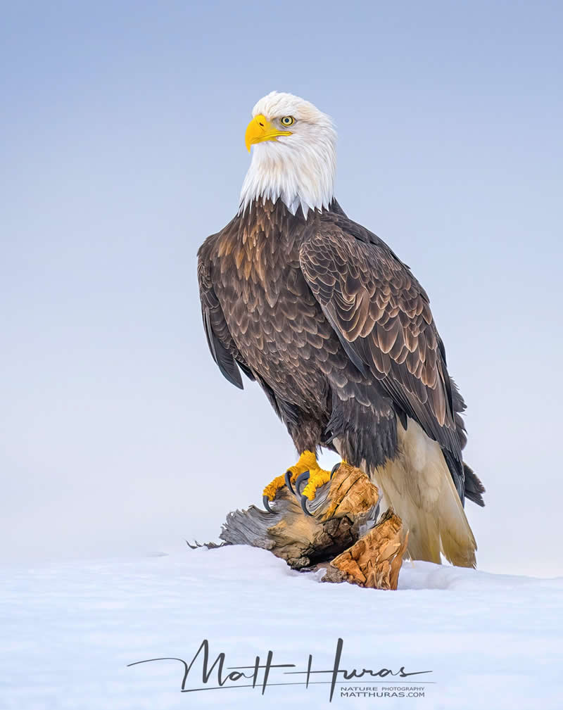 30 Mesmerizing Bird Portraits by Matt Huras That Turn Ordinary Moments Into Art 46 A bald eagle perches on a weathered branch in a snowy landscape, its sharp gaze and detailed feathers standing out against a soft, pale background, capturing a powerful and serene moment in winter.