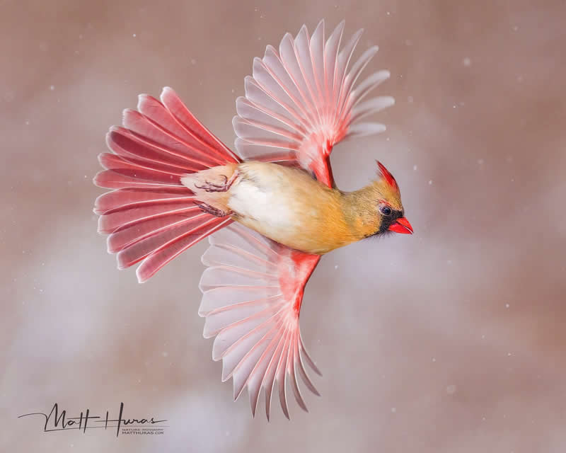30 Mesmerizing Bird Portraits by Matt Huras That Turn Ordinary Moments Into Art 47 A female cardinal is captured mid-flight with wings fully spread, glowing in soft pink and red tones against a blurred background, highlighting delicate feather details and graceful motion.