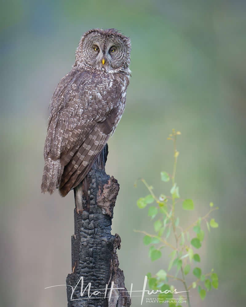 30 Mesmerizing Bird Portraits by Matt Huras That Turn Ordinary Moments Into Art 48 A great gray owl perches on a weathered tree stump, its piercing yellow eyes staring forward, surrounded by a softly blurred green background that emphasizes its detailed feathers and calm, watchful presence.