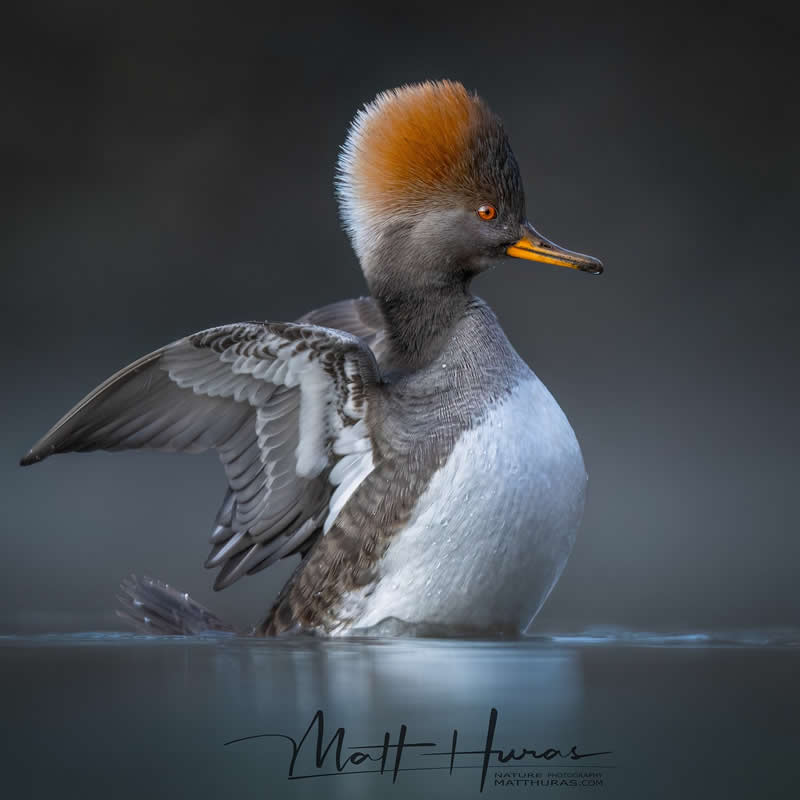 30 Mesmerizing Bird Portraits by Matt Huras That Turn Ordinary Moments Into Art 49 A hooded merganser lifts its wings while floating on calm water, its striking orange crest fanned out and glowing against a dark, blurred background, highlighting graceful movement and intricate feather detail.