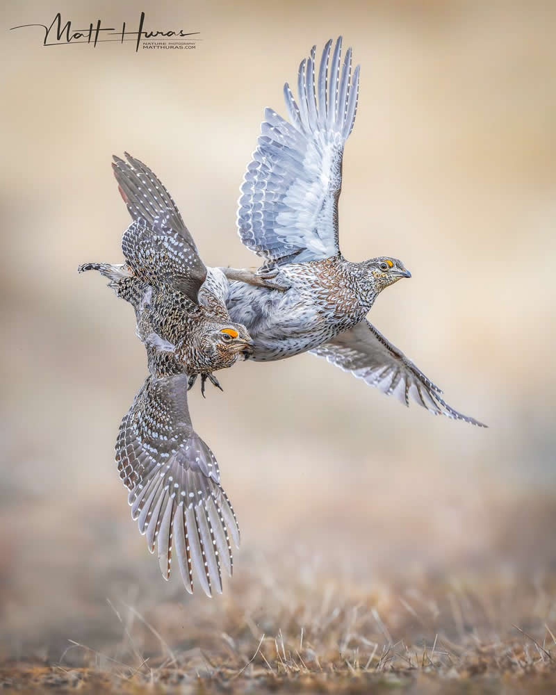 30 Mesmerizing Bird Portraits by Matt Huras That Turn Ordinary Moments Into Art 50 Two birds engage in a dramatic midair interaction with wings fully spread, captured in sharp detail against a soft neutral background, showcasing motion, tension, and the intricate patterns of their feathers.