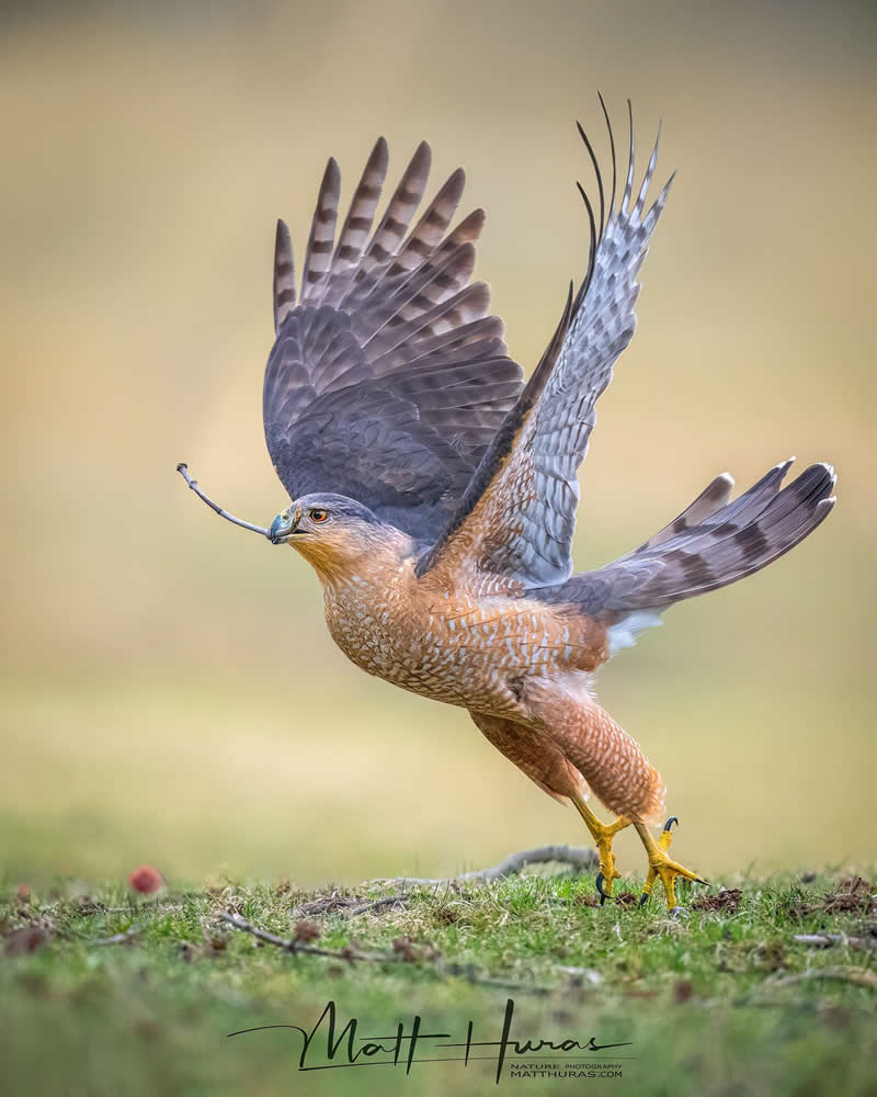 30 Mesmerizing Bird Portraits by Matt Huras That Turn Ordinary Moments Into Art 51 A hawk lifts off from the ground with wings spread wide, holding a small twig in its beak, captured in soft natural light that highlights its detailed feathers and purposeful motion against a blurred background.