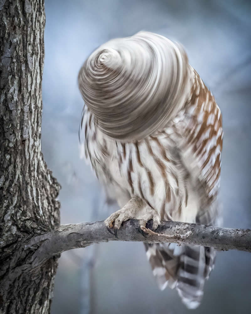 30 Mesmerizing Bird Portraits by Matt Huras That Turn Ordinary Moments Into Art 52 An owl perched on a branch twists its head rapidly, creating a swirling motion blur effect that forms a spiral pattern, captured against a soft, muted background that emphasizes movement and mystery.