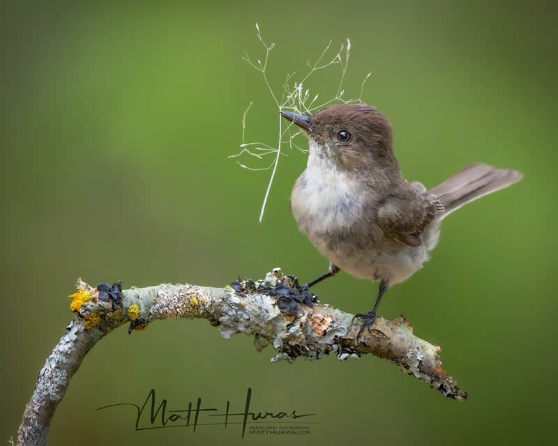 30 Mesmerizing Bird Portraits by Matt Huras That Turn Ordinary Moments Into Art 53 A small songbird perches on a branch holding delicate nesting fibers in its beak, set against a soft green background, capturing a gentle moment of preparation and instinct in the wild.