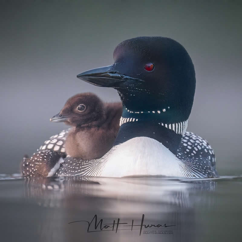 30 Mesmerizing Bird Portraits by Matt Huras That Turn Ordinary Moments Into Art 54 A loon swims gently across calm water with its chick nestled closely on its back, captured in soft light that highlights the contrast between the adult’s bold markings and the chick’s fluffy brown feathers.