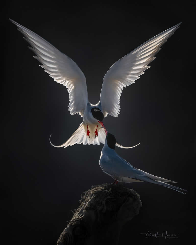 30 Mesmerizing Bird Portraits by Matt Huras That Turn Ordinary Moments Into Art 55 A backlit bird hovers midair with wings fully illuminated against a dark background, offering food to another bird perched below, creating a dramatic and tender wildlife scene filled with contrast and emotion.