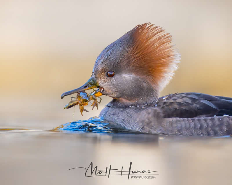 30 Mesmerizing Bird Portraits by Matt Huras That Turn Ordinary Moments Into Art 56 A hooded merganser floats on calm water with its crest raised, holding a freshly caught crayfish in its beak, captured in warm light that highlights fine feather details and rippling reflections.