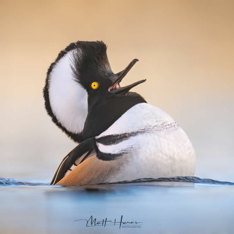 30 Mesmerizing Bird Portraits by Matt Huras That Turn Ordinary Moments Into Art 57 A hooded merganser floats on calm water with its striking black-and-white crest fully fanned, head tilted back and beak open as if calling, glowing in soft golden light against a smooth, blurred background.