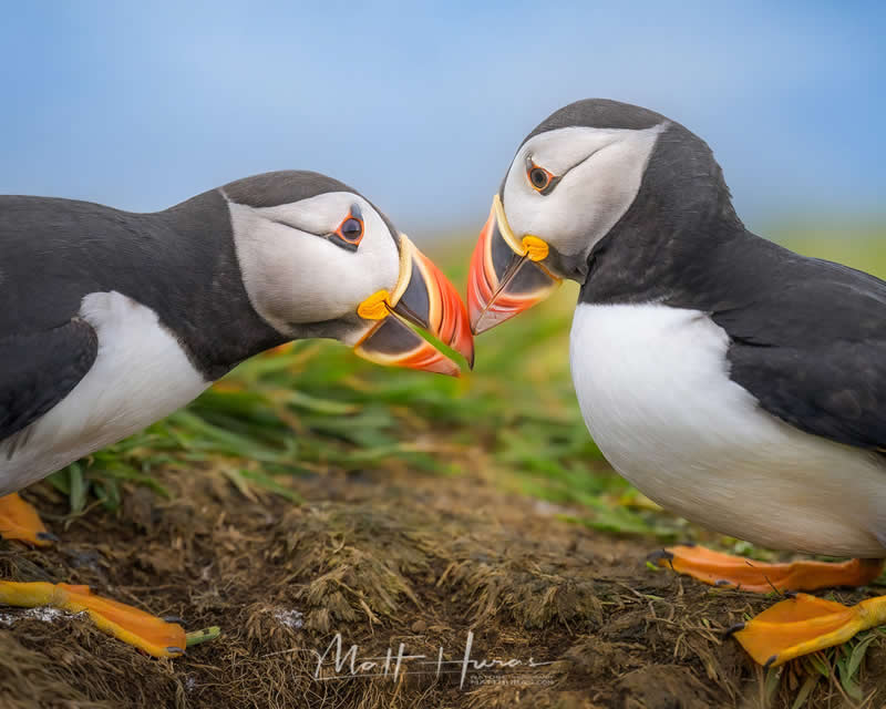 30 Mesmerizing Bird Portraits by Matt Huras That Turn Ordinary Moments Into Art 58 Two Atlantic puffins stand face to face on grassy ground, gently touching their colorful orange beaks, creating an intimate and tender moment against a soft, blurred natural background.