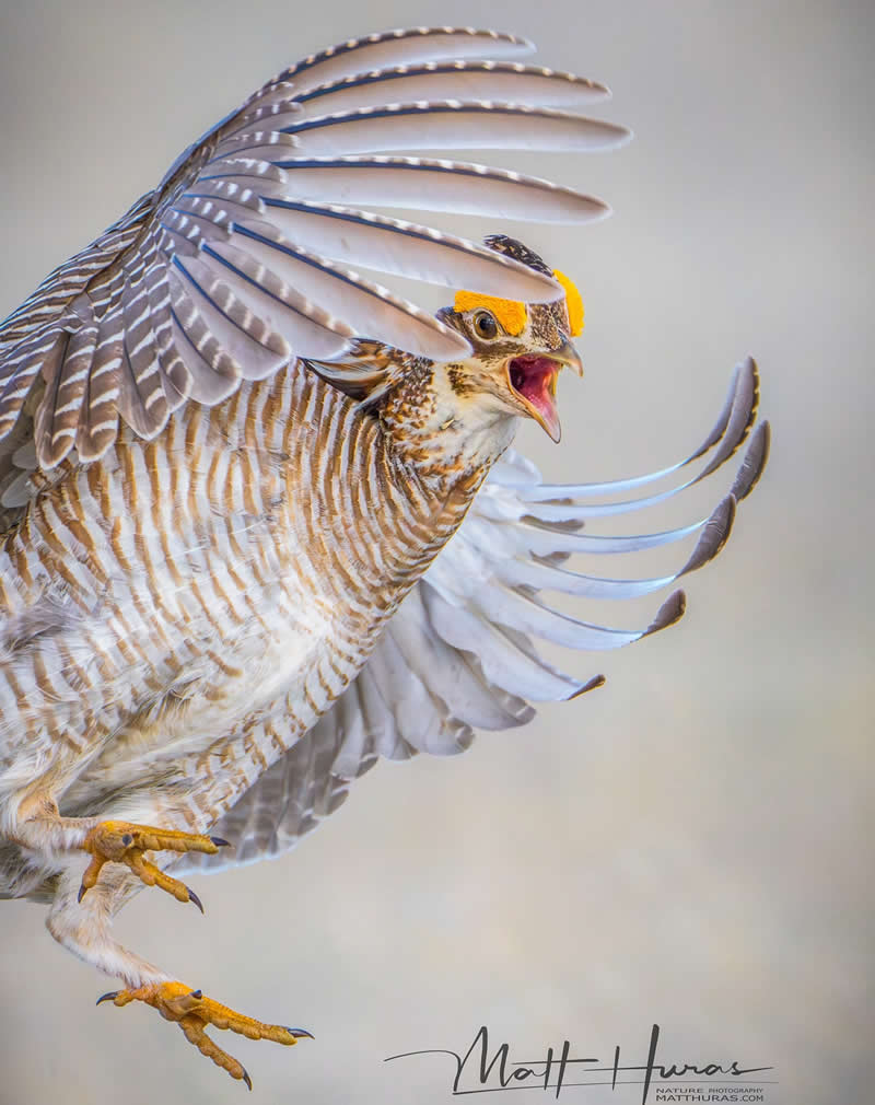 30 Mesmerizing Bird Portraits by Matt Huras That Turn Ordinary Moments Into Art 59 A grouse bursts into motion with wings fully spread, feathers fanned in intricate detail, and its beak open mid-call, capturing a powerful and dramatic moment against a soft, neutral background.