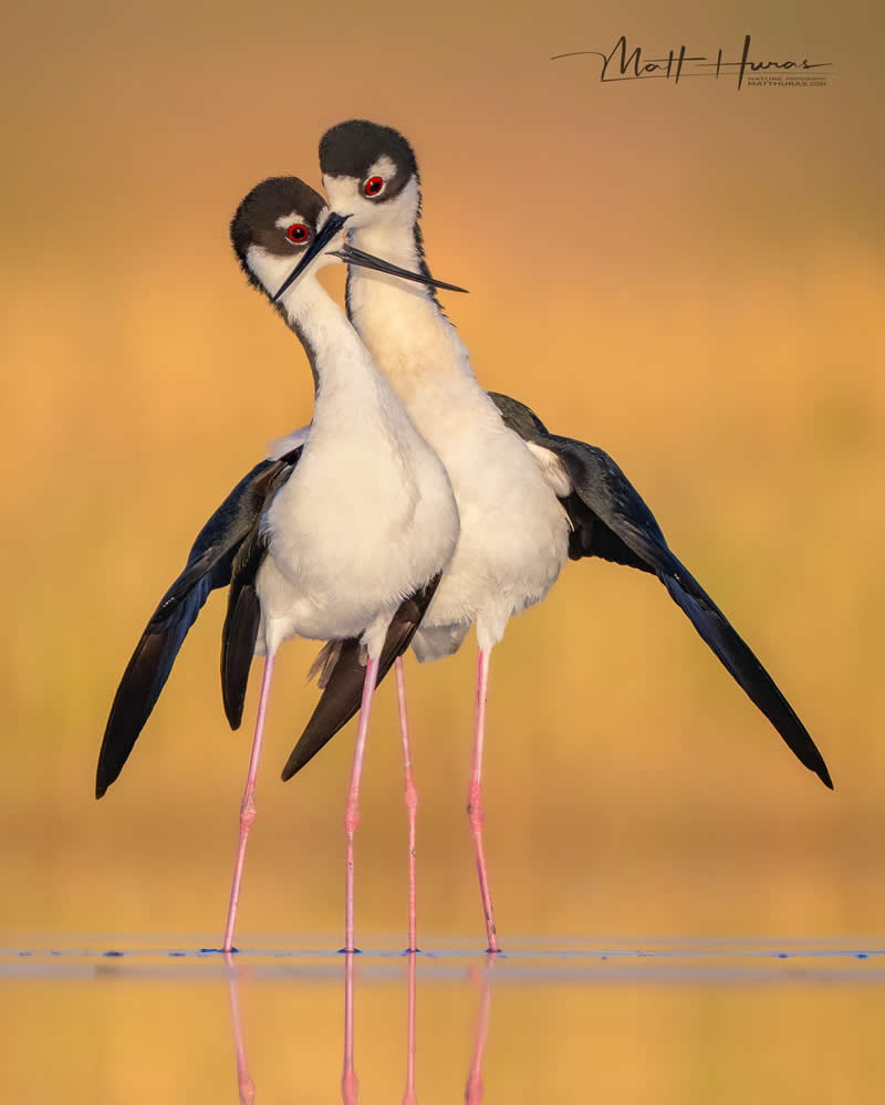 30 Mesmerizing Bird Portraits by Matt Huras That Turn Ordinary Moments Into Art 60 Two elegant black-necked stilts stand in shallow water, facing each other with delicate beaks crossed and long pink legs mirrored on the surface, set against a warm golden background that enhances their graceful, dance-like interaction.