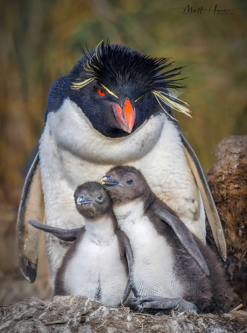30 Mesmerizing Bird Portraits by Matt Huras That Turn Ordinary Moments Into Art 61 A rockhopper penguin stands protectively behind two fluffy chicks, its vivid red eyes and spiky yellow crest contrasting with the soft gray down of the young, capturing a tender moment of parental care in a rugged natural setting.