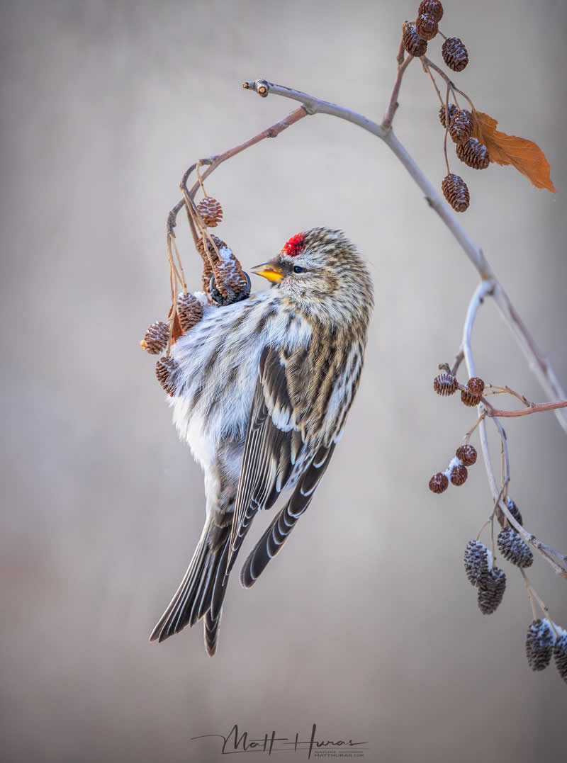 30 Mesmerizing Bird Portraits by Matt Huras That Turn Ordinary Moments Into Art 62 A small redpoll perches delicately on a thin branch, feeding on dried seed pods, its soft feathers fluffed against the cold and a vivid red crown standing out against a muted, wintry background.