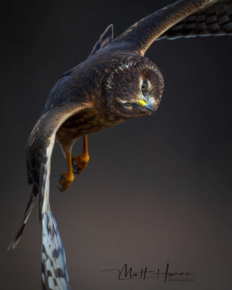30 Mesmerizing Bird Portraits by Matt Huras That Turn Ordinary Moments Into Art 63 A hawk glides mid-air with wings fully extended, body angled downward and piercing gaze fixed below, capturing a tense, predatory moment against a dark, softly blurred background.
