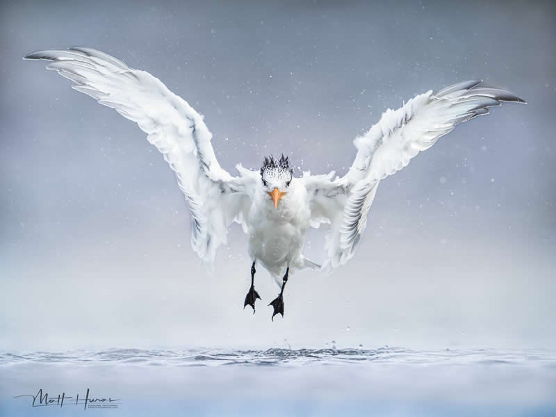 30 Mesmerizing Bird Portraits by Matt Huras That Turn Ordinary Moments Into Art 64 A white seabird hovers just above the water with wings fully spread, snowflakes drifting around it, creating a striking, ethereal scene against a soft gray winter sky.