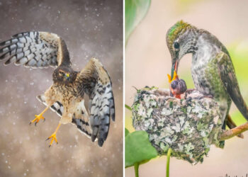 30 Mesmerizing Bird Portraits by Matt Huras That Turn Ordinary Moments Into Art 3 Mesmerizing Bird Photography by Matt Huras