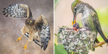 Mesmerizing Bird Photography by Matt Huras