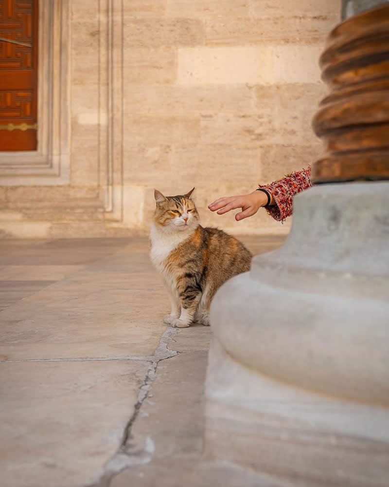 A brown and white street cat stands on a stone pavement near a historic building while a person&rsquo;s hand reaches out gently toward it, capturing a quiet moment of human-animal connection.