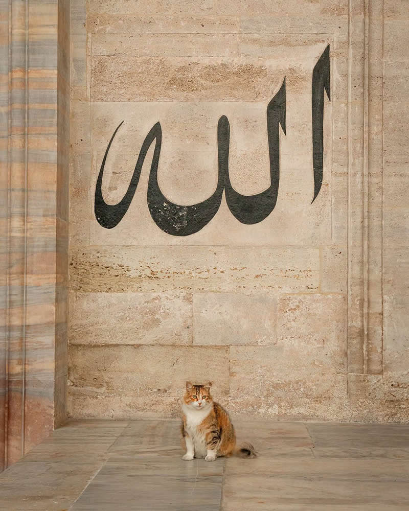 A brown and white street cat sits calmly on a stone floor in front of a large wall featuring bold black Arabic calligraphy, creating a serene and balanced composition in a historic architectural setting.