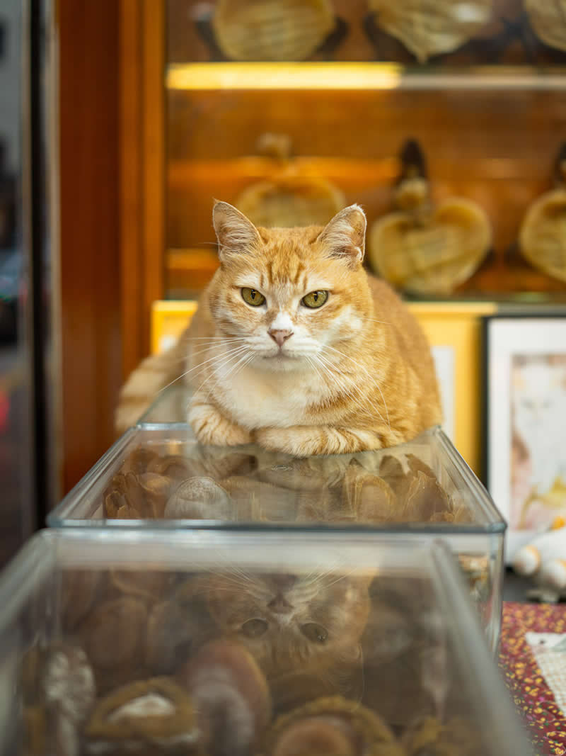 An orange tabby cat rests on top of a glass display case inside a warmly lit shop, with packaged goods in the background, calmly watching over the counter like a quiet guardian.