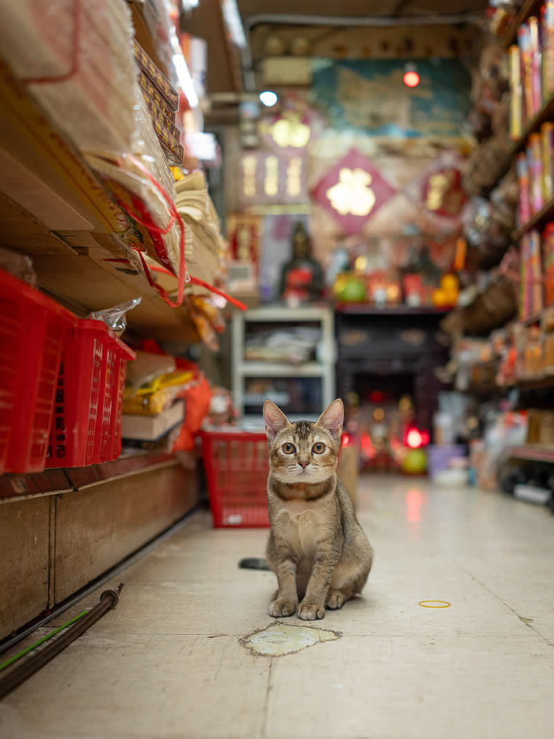 A small tabby cat sits calmly in the middle of a narrow shop aisle, surrounded by shelves filled with goods, creating a symmetrical and intimate view of everyday market life.