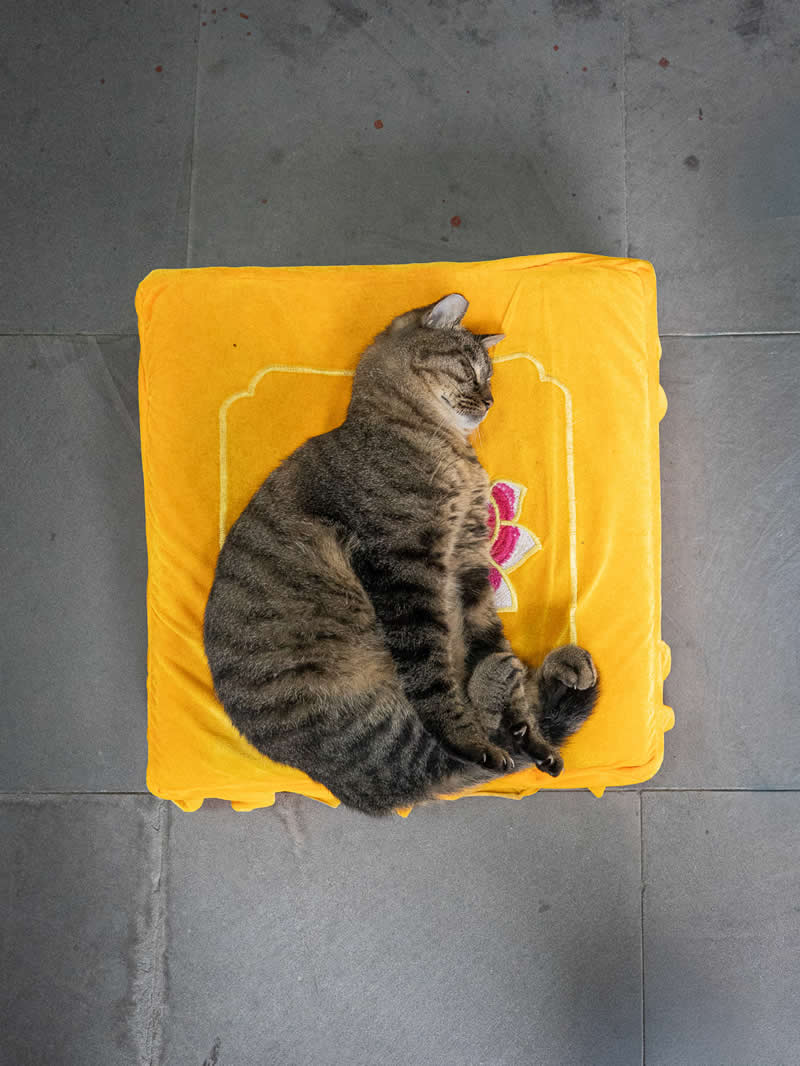 A tabby cat sleeps curled up on a bright yellow cushion placed on a gray tiled floor, creating a striking contrast and a peaceful, minimalist composition.