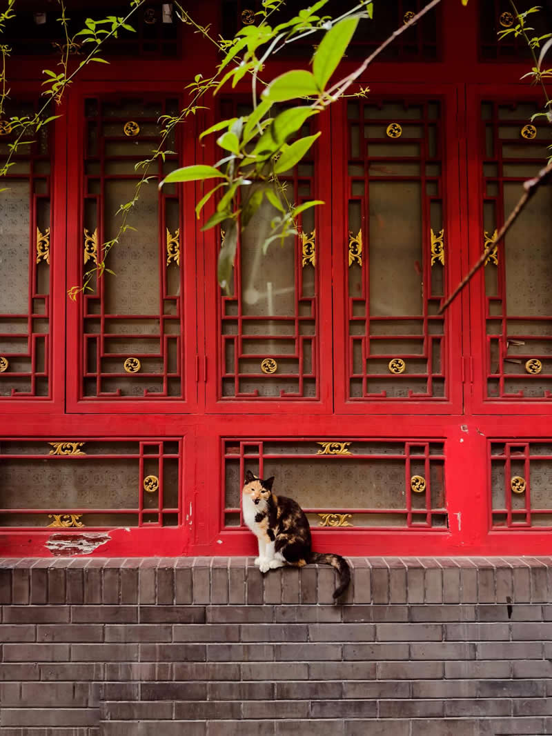 A calico street cat sits on a stone ledge in front of a vibrant red traditional window facade with decorative patterns, creating a striking contrast between the cat and the bold architectural background.