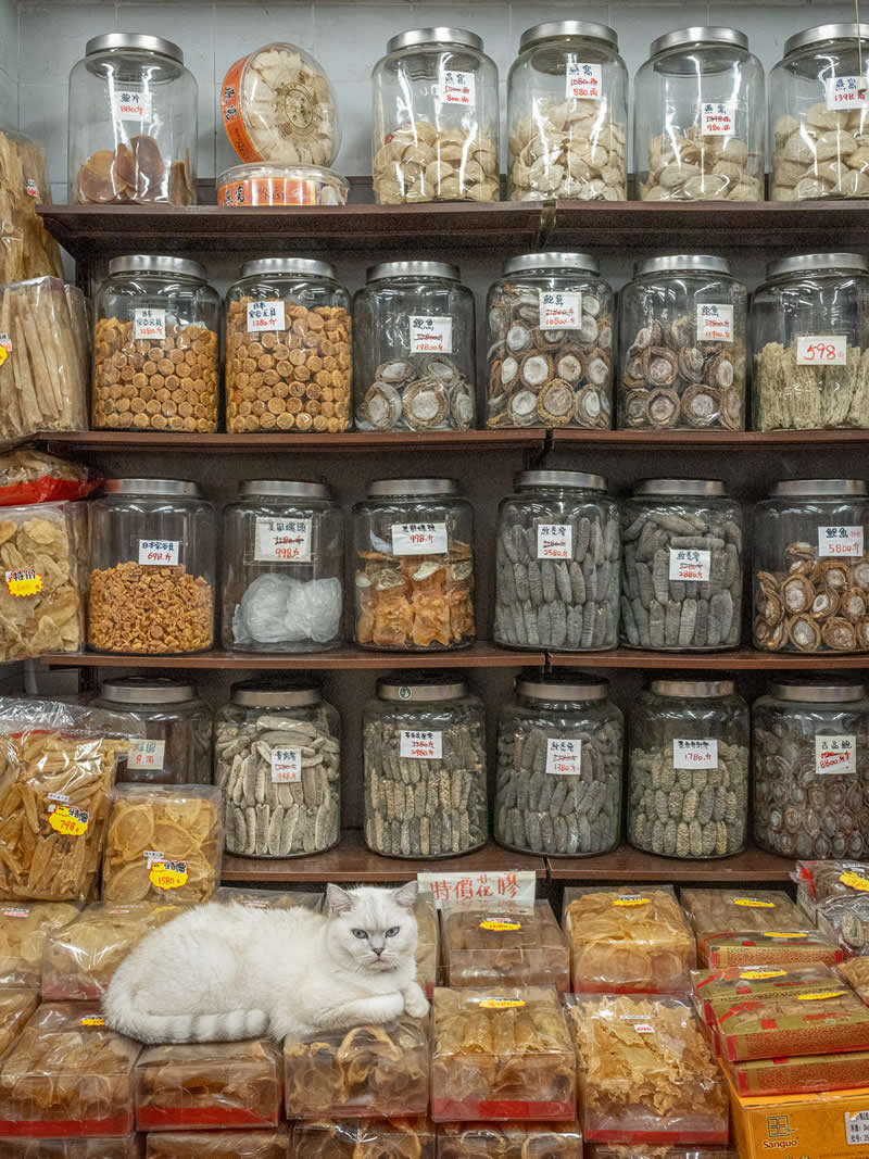 A white cat rests on packaged goods in front of shelves filled with glass jars of dried herbs and traditional ingredients, creating a rich and detailed scene inside a specialty shop.