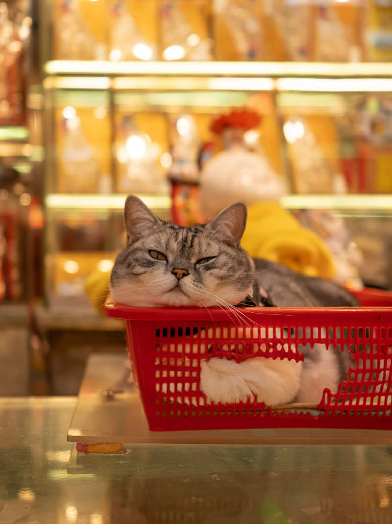 A chubby gray tabby cat rests inside a red plastic basket on a shop counter, eyes half-closed, surrounded by softly lit shelves of goods in the background.