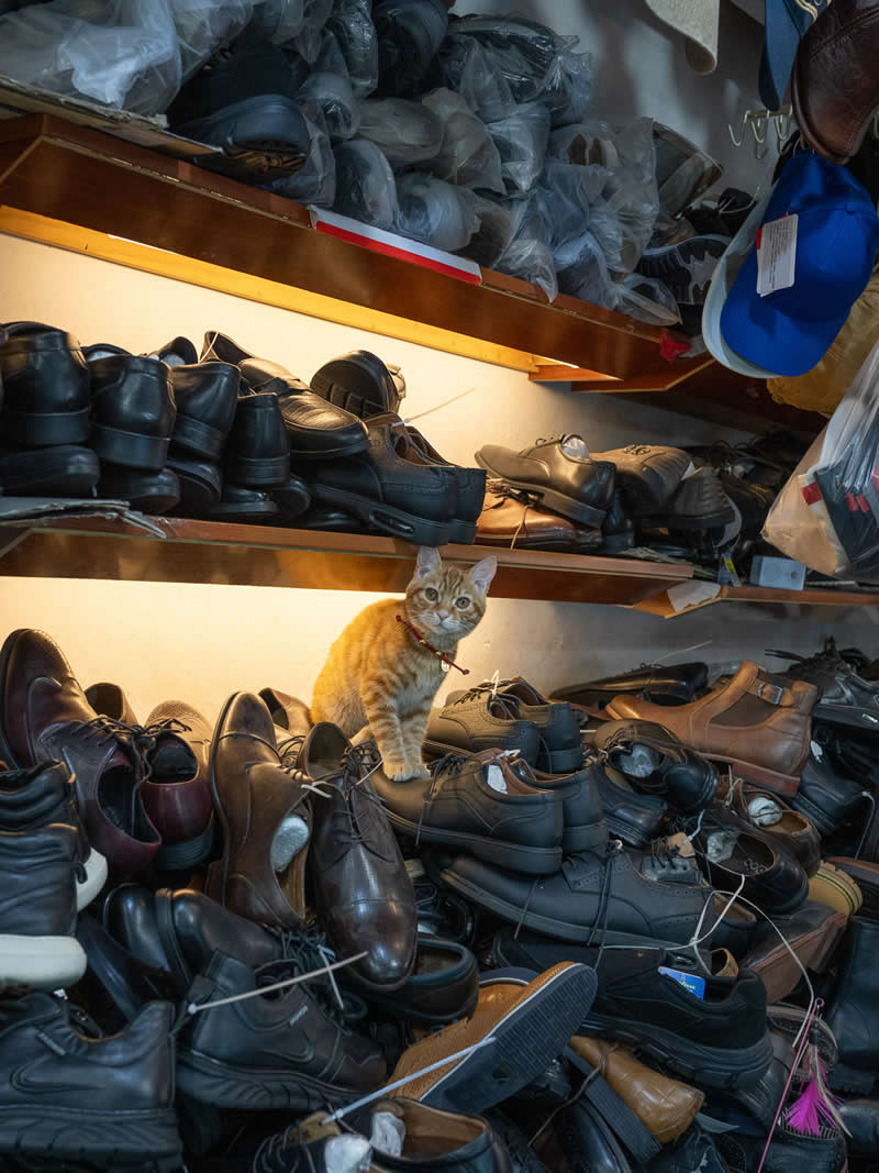 An orange tabby cat stands perched among piles of shoes inside a small shop, surrounded by shelves filled with footwear, creating a cluttered yet charming indoor scene.
