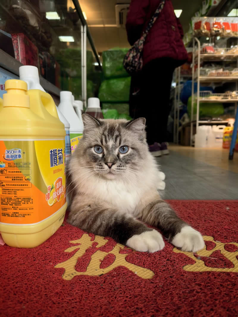 A fluffy gray and white cat with blue eyes lies on a red doormat at the entrance of a small shop, next to cleaning product bottles, while a customer stands inside in the background.
