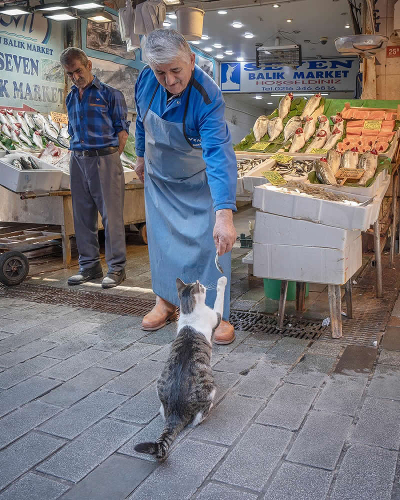 A fishmonger in an apron leans down to offer a small fish to a standing street cat reaching up on its hind legs, with fresh seafood displayed in a busy outdoor market setting.