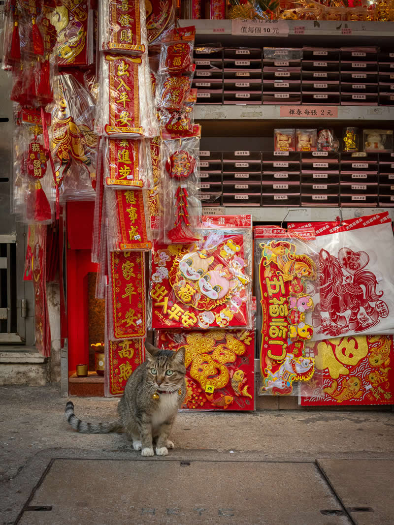 A gray tabby cat stands on a sidewalk in front of a shop filled with vibrant red Chinese decorations, banners, and ornaments, creating a colorful and culturally rich street scene.