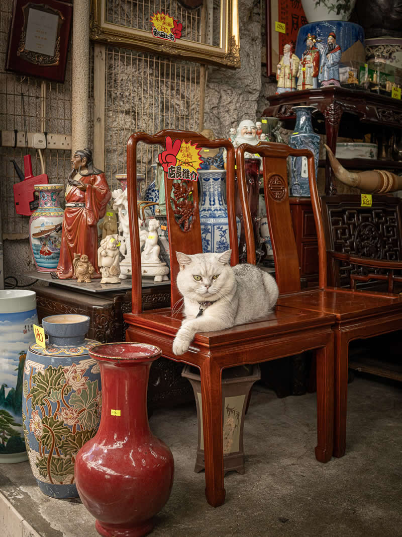 A light gray cat lounges on a wooden chair inside an antique shop filled with ceramic vases, figurines, and traditional decor, creating a rich and detailed cultural setting.