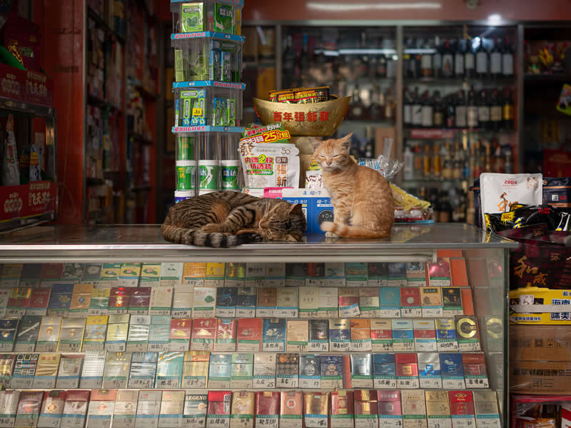 Two cats rest on a shop counter&mdash;one curled up asleep and the other sitting upright&mdash;above a glass display filled with cigarette packs, inside a small, brightly stocked convenience store.