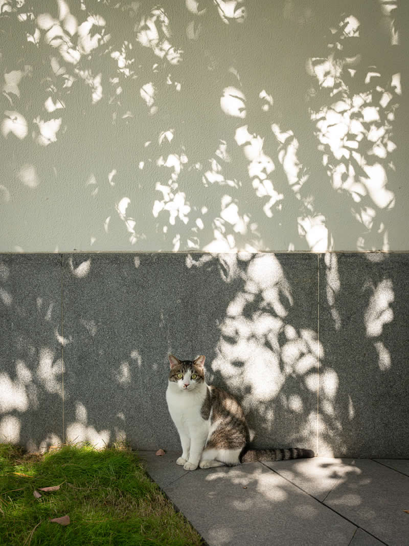 A white and gray cat sits quietly against a wall, surrounded by soft, dappled shadows of leaves cast by sunlight, creating a calm and artistic outdoor scene.