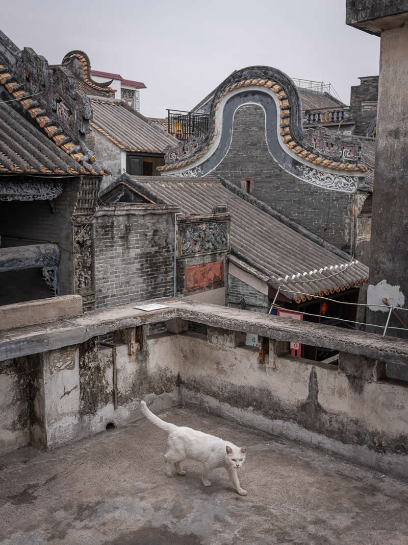 A white cat walks across a weathered rooftop terrace with traditional tiled buildings and ornate architectural details in the background, capturing a quiet moment above the city.