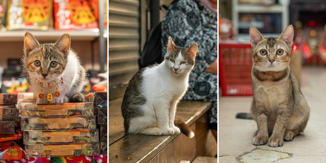 From Hong Kong to Istanbul: 32 Street Cat Photos by Marcel Heijnen That Define Urban Soul