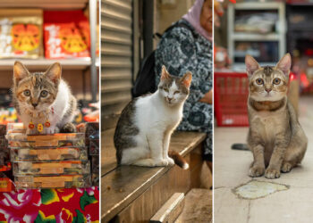 From Hong Kong to Istanbul: 32 Street Cat Photos by Marcel Heijnen That Define Urban Soul