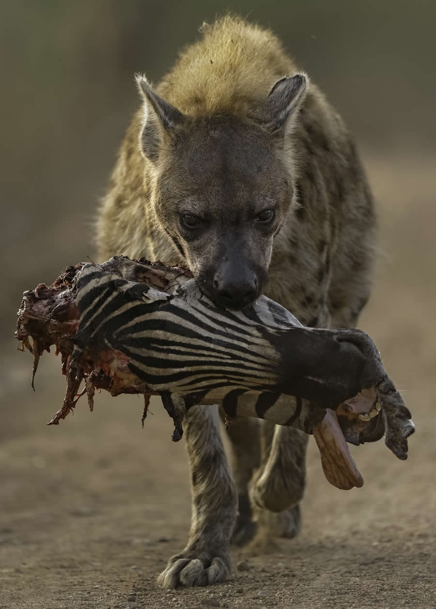 Winner: "Hyena Portrait Zebra" by Willem Kruger, South Africa - Close-up Photographer of the Year Death and Decay Photo Challenge